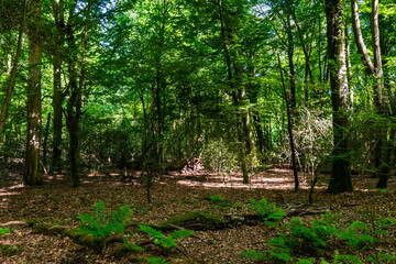 path in the forest in the summer