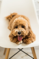 Toy poodle lying on white chair and muzzle and look in camera