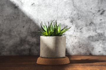 house plant castus in concrete pot on wood table with sunlight create shadow from window at concrete wall