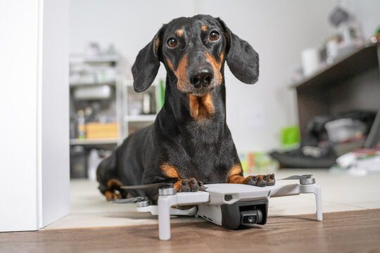 Cute black and tan dachshund holding paws on drone lying on the floor and looking right to the camera. Funny concept of domestic pets using electronic devices.