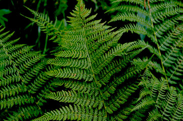 Fototapeta na wymiar Closeup green fern leaves on a black background. Lush textured foliage.