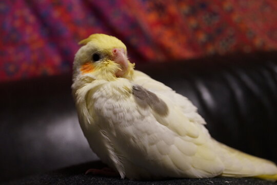341 Best オカメインコ Images Stock Photos Vectors Adobe Stock