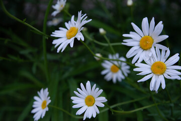 Field of chamomile flowers close-up. Daisies on a background of greenery. 