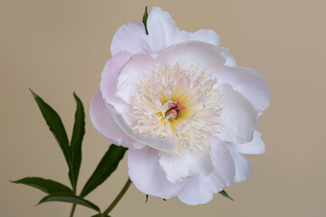 Fototapeta na wymiar Gentle light pink peony flower isolated on a beige background.