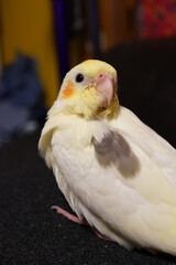 オカメインコ　小鳥　パイド　可愛い　ペット