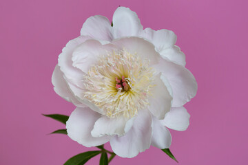 Fototapeta na wymiar White peony flower with soft yellow stamens of pink peony isolated on a pink background.