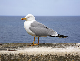 Seagull in Rovinj. Istria. Croatia