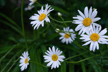 Field of chamomile flowers close-up. Daisies on a background of greenery. 