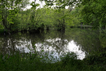 美しい公園　池　花　風景