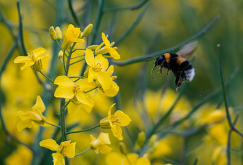 Bee on yellow flower. Bee on a flower