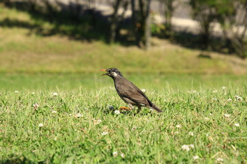 地上で遊ぶムクドリ　地上で遊ぶ椋鳥　地上で遊ぶむく鳥
