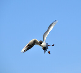 Fototapeta na wymiar Seagull flying in the clear sky