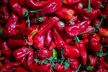 Harvest of red chili peppers