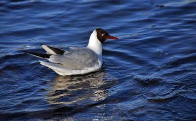 Seagull on the water of the Gulf of Finland in the city of St. Petersburg