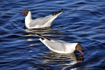 Seagull on the water of the Gulf of Finland in the city of St. Petersburg