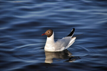 Seagull on the water of the Gulf of Finland in the city of St. Petersburg