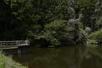 美しい公園　池　花　風景