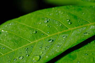 dew drops on cassava leaves. Dewdrops are in the morning. when the sun is shining the dew particles evaporate.dewdrops that are exposed to sunlight appear to glow.  Cassava leaves are edible leaves. 