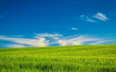 Green grass field with blue sky and clouds on a background..