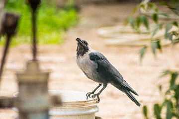 Crow drinks water