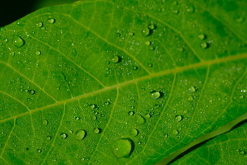 dew drops on cassava leaves. Dewdrops are in the morning. when the sun is shining the dew particles evaporate.dewdrops that are exposed to sunlight appear to glow.  Cassava leaves are edible leaves. 