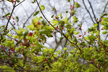 芽吹き　桜のあと　花　春　木　ガク　新緑　