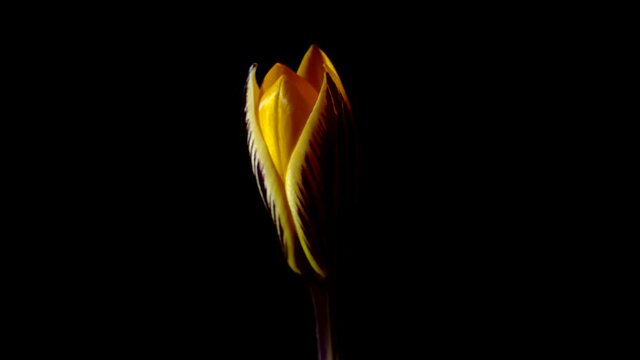 A bud of yellow crocus is revealed on a black background view from the side