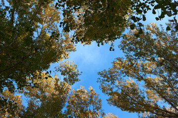 Looking up crown of poplar tree in autumn forest under blue sky. Bottom View