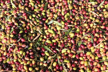 Harvested olives in olive oil mill in Greece.