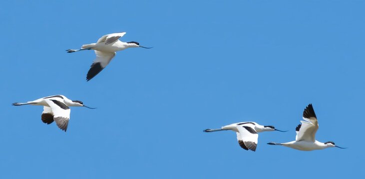 Avocetta - Avocet (Recurvirostra avosetta)