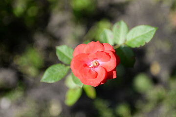Beautiful rose in the garden