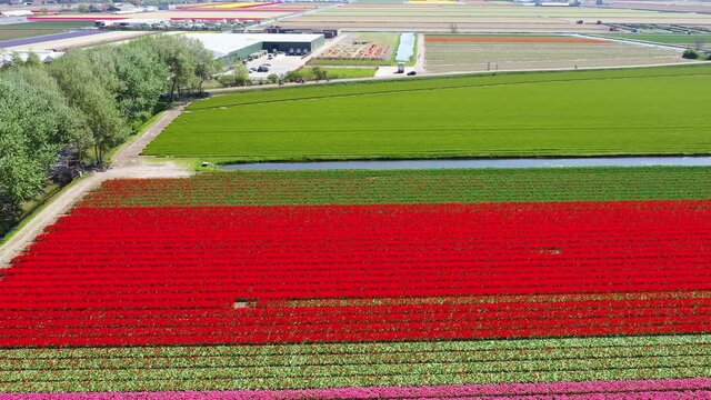 Aerial view of tulip bulb-fields in springtime, Holland, the Netherlands