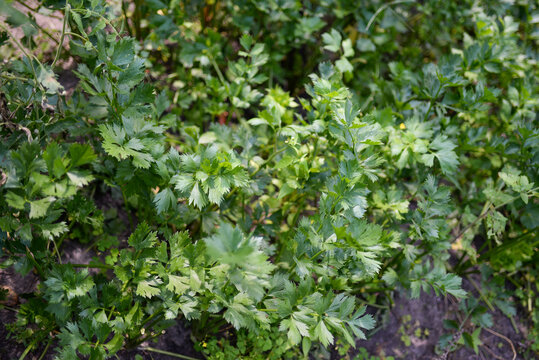 Celery (Apium Graveolens) - Leaves In The Garden