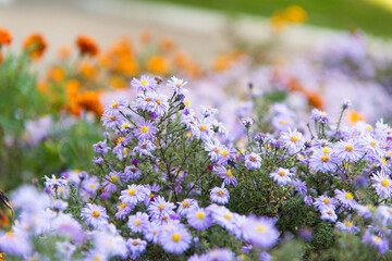 Aster, flowers in the garden