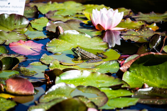 Frog in the garden pond, spawning season