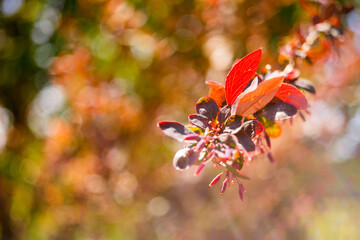 Barberry shrub with small pink leaves and berries grows in the spring sunny garden.