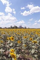 sunflower field and sky Ukraine