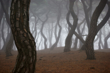 early morning misty pine forest