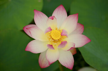 pretty-colored lotus flower
