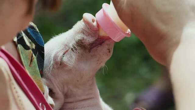Closeup of feeding piglet with milk from a bottle