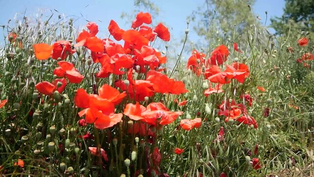 rassemblement de fleurs