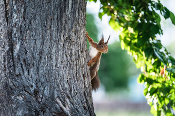 Portrait of squirrel on a tree