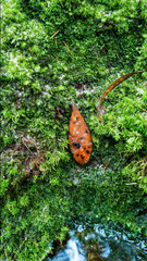 Close-up pattern of moss and fallen leaves
