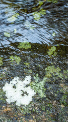 A lichen- covered stone and running stream-water background / pattern / vector