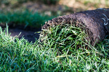 A piece of rolled lawn is twisted on the green grass. Lawn roll. Laying of the lawn. New grass for the house. Artificial covering of fresh, green, live grass for the land plot