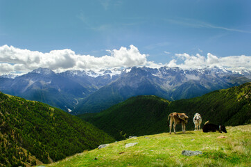 Le mucche sul prato con lo sfondo di montagne di Ortles, Alpi