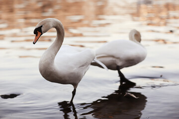white swans in the water / wild beautiful birds, swans in nature