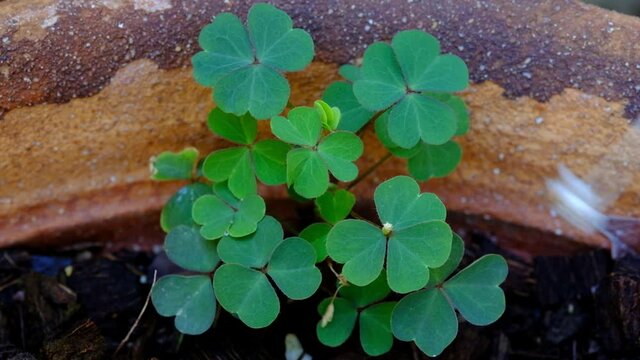 Lucky four leaf clover in a field of clovers. close-up of a group of four-leaf clovers with movement of the camera between them. with three-leaved shamrocks. St. Patrick's day holiday symbol.