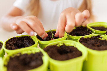 Little girl in a white T-shirt plants pea seeds in green pots, a child cares for plants, a home garden on the window