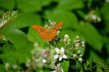 Farfalla arancione sui fiori bianchi